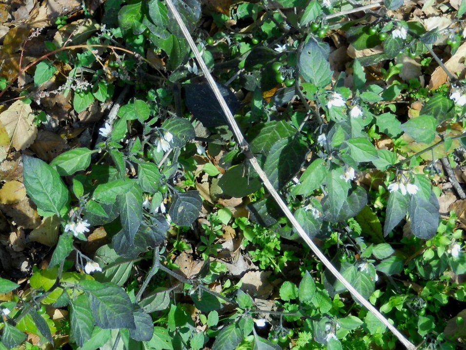 Solanum sp.  (Solanaceae)